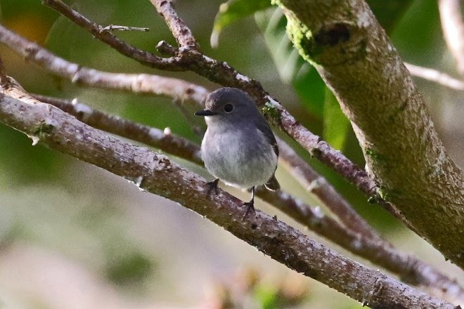 Little Pied Flycatcher - ML379321251