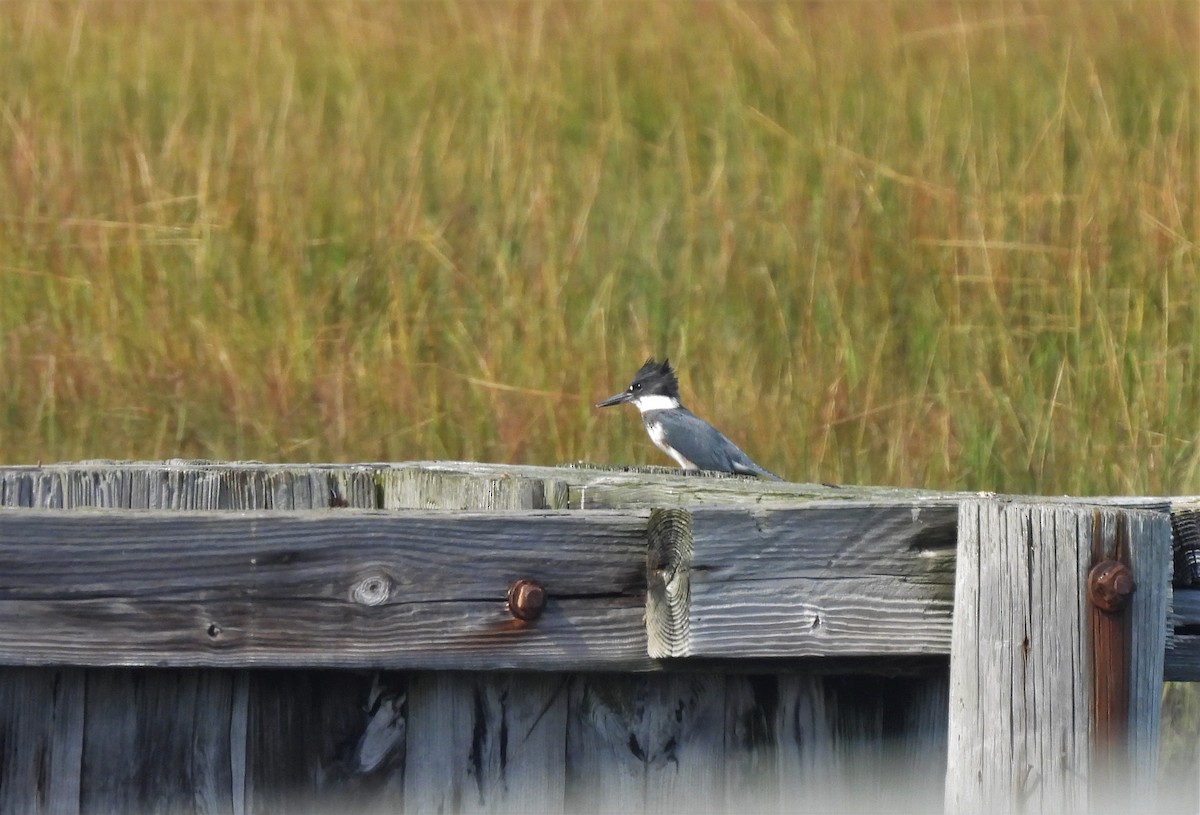 Belted Kingfisher - ML379321671