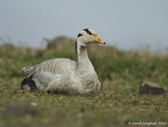 Bar-headed Goose - ML379321781