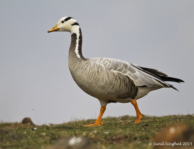 Bar-headed Goose - ML379321791