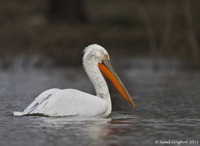 Dalmatian Pelican - ML379321801