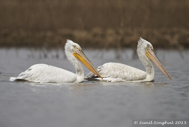 Dalmatian Pelican - ML379321831