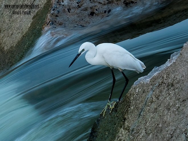 Little Egret (Western) - ML379321961