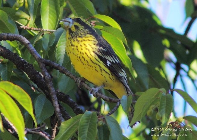 Spot-winged Grosbeak - ML379321981