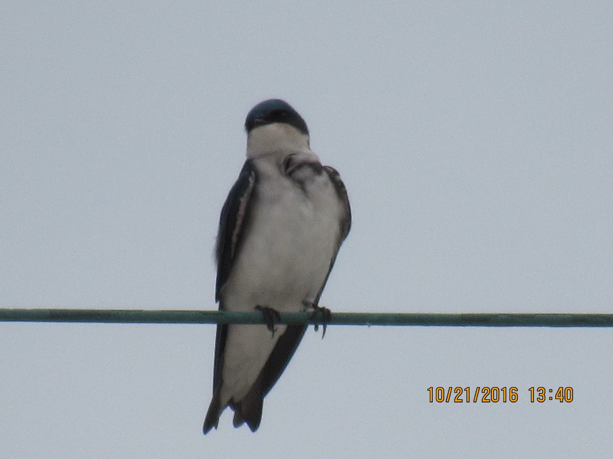 Tree Swallow - ML37932281