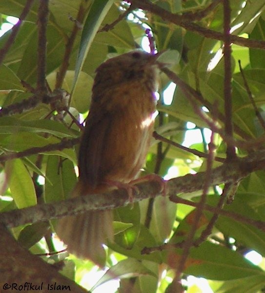 Tawny-breasted Wren-Babbler - ML379322811