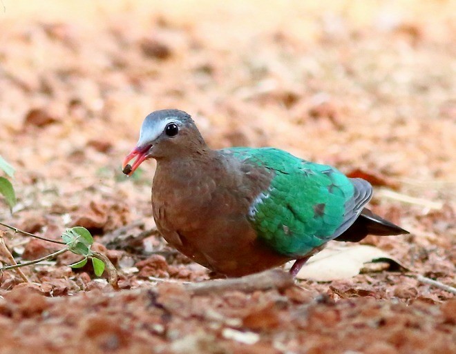Asian Emerald Dove - ML379323561