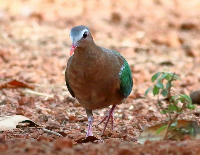 Asian Emerald Dove - ML379323671