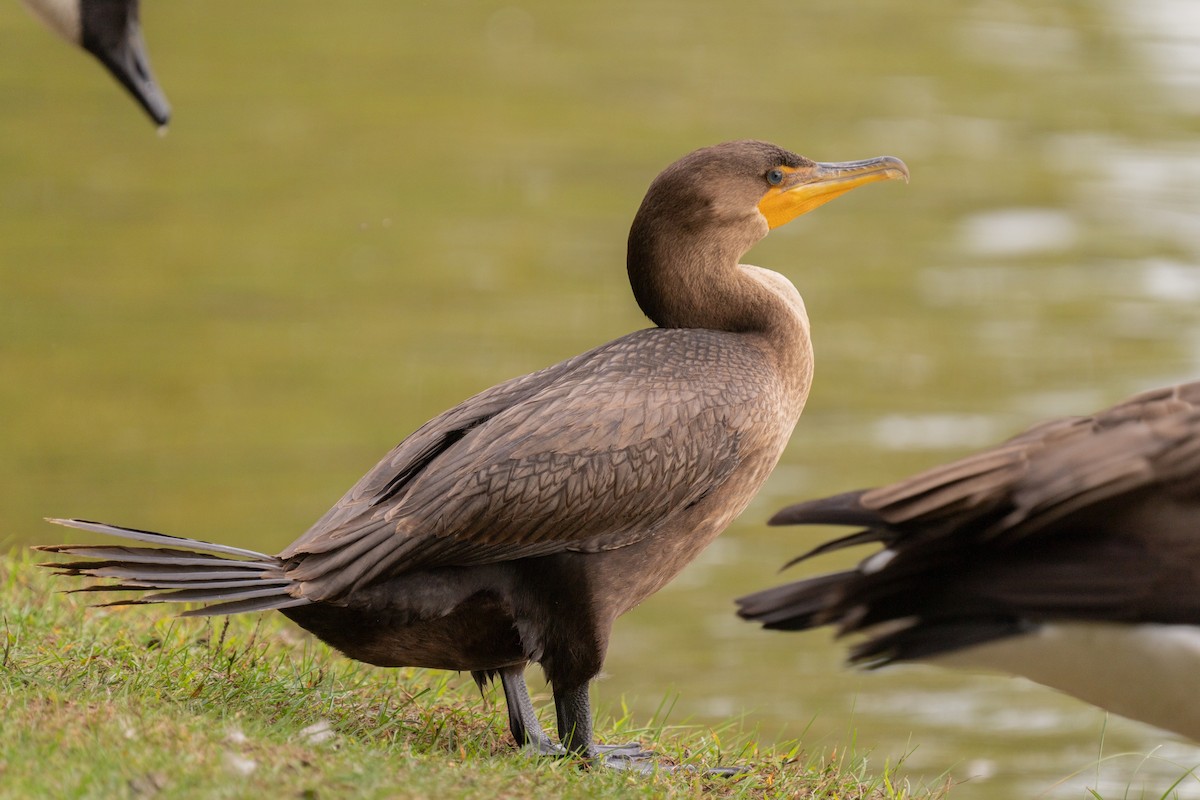 Double-crested Cormorant - ML379324071