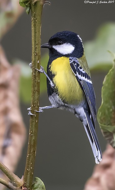 Green-backed Tit - ML379324821