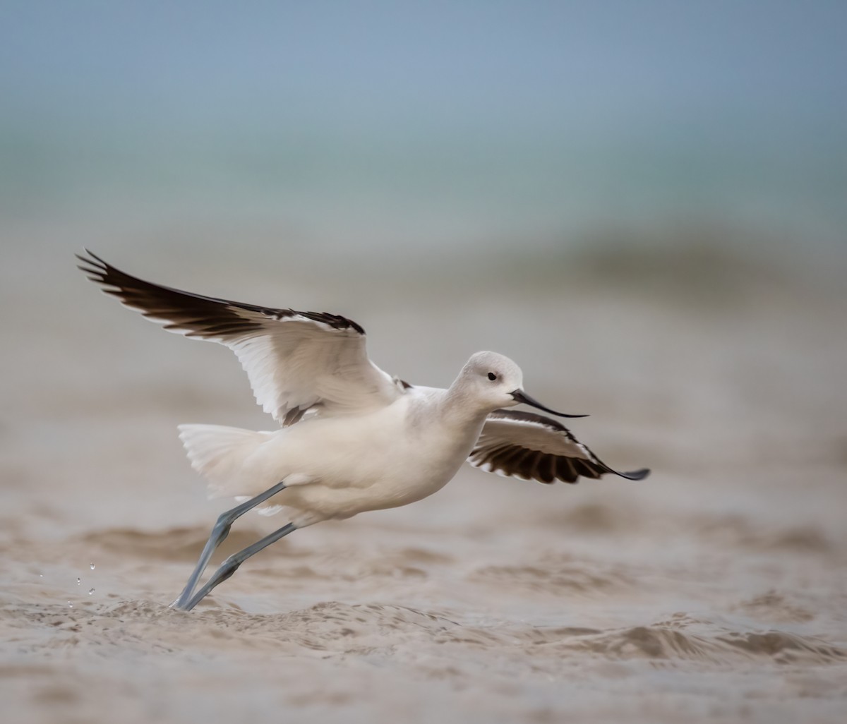 Avocette d'Amérique - ML379324831