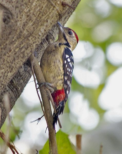 Fulvous-breasted Woodpecker - ML379325721