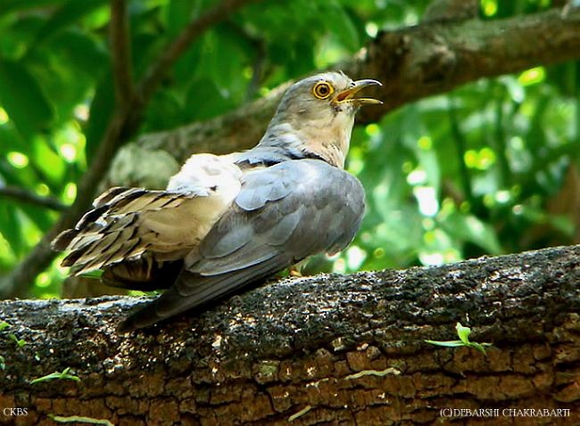 Common Hawk-Cuckoo - ML379325771