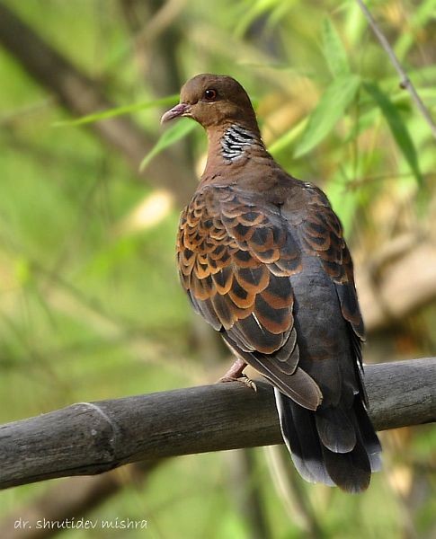 Oriental Turtle-Dove - ML379325791