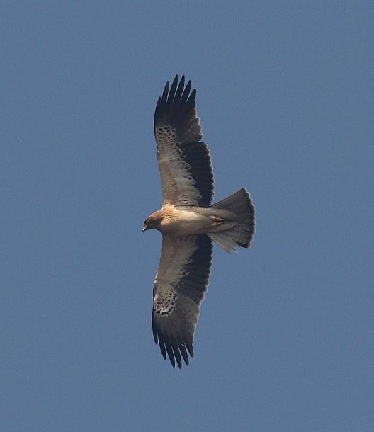 Booted Eagle - ML379326061