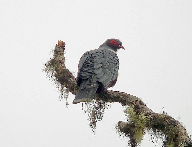 Papua Dağ Güvercini - ML379326361