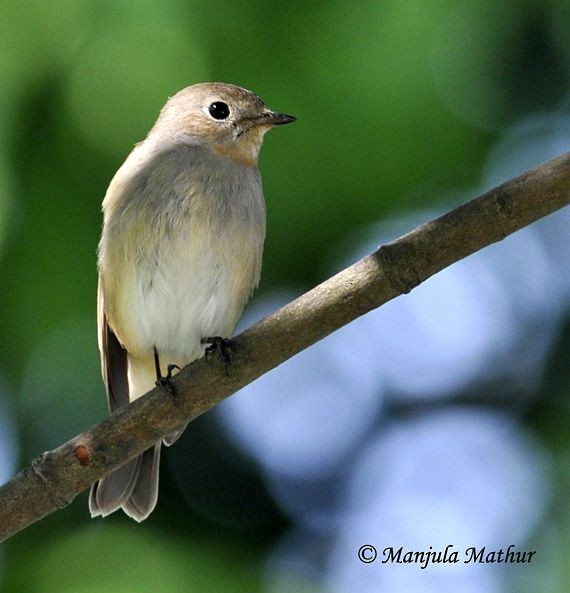 Taiga Flycatcher - ML379327021