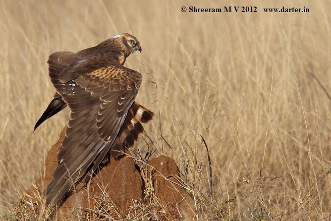 Montagu's Harrier - ML379327131