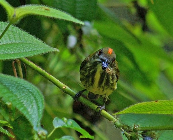 Yellow-breasted Flowerpecker - ML379327481