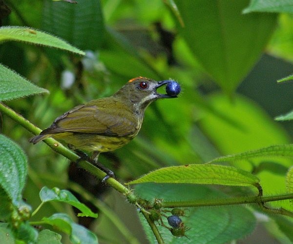 Yellow-breasted Flowerpecker - ML379327501