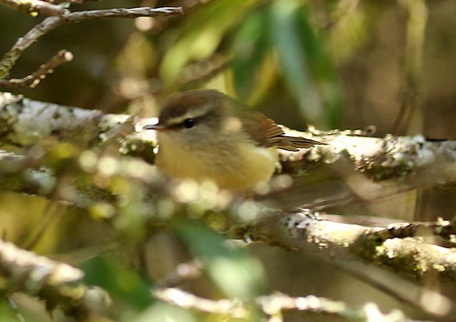 Yellowish-bellied Bush Warbler - ML379327571