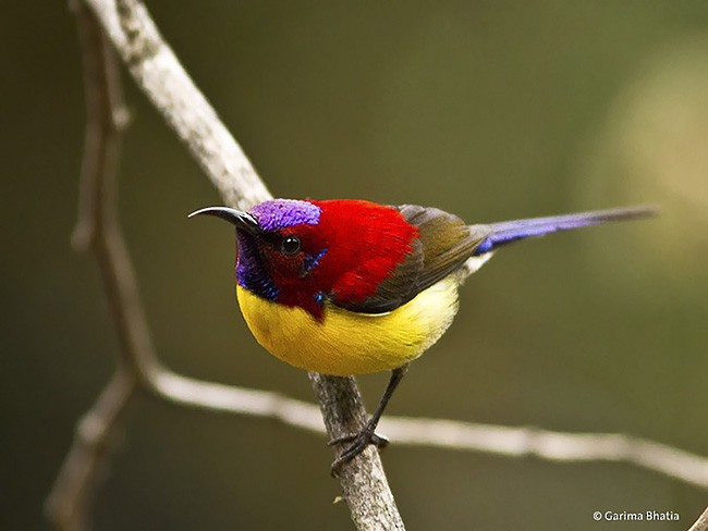 Mrs. Gould's Sunbird (Yellow-breasted) - ML379327741