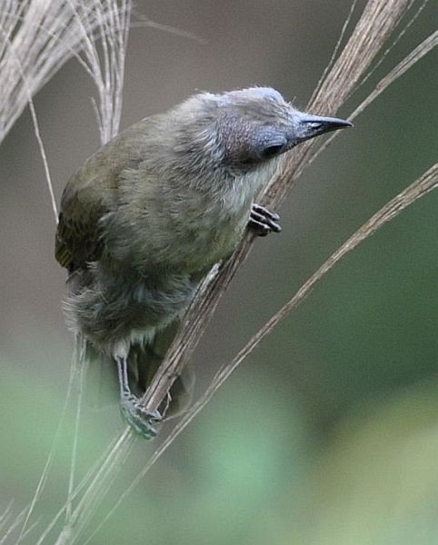 Bare-faced Bulbul - ML379327941