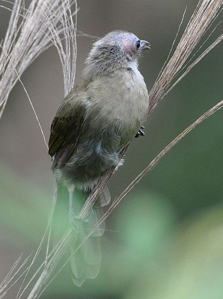 Bare-faced Bulbul - ML379327961