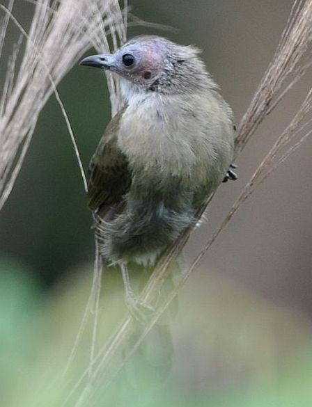 Bare-faced Bulbul - ML379327991