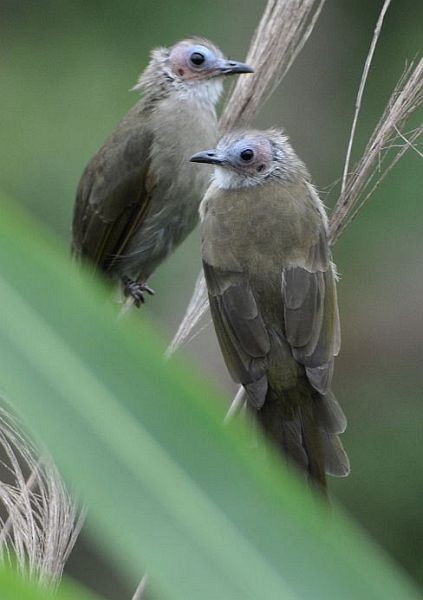 Bare-faced Bulbul - ML379328011