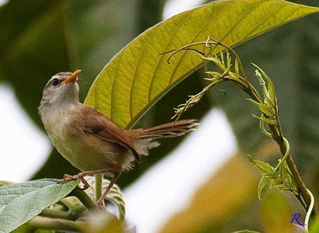 Rufescent Prinia - ML379329291