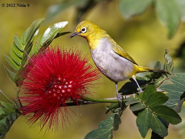 Indian White-eye - ML379329351