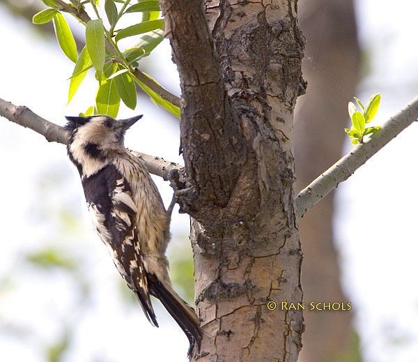 Gray-capped Pygmy Woodpecker - Ran Schols