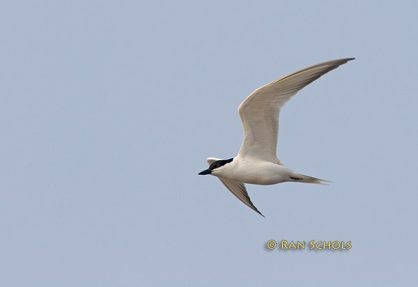 Gull-billed Tern - ML379329601