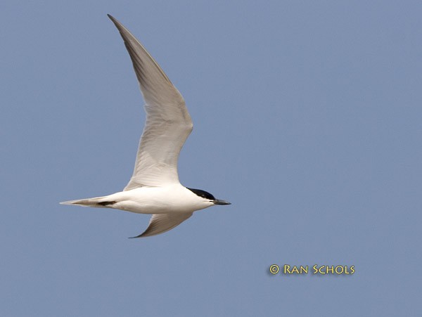Gull-billed Tern - Ran Schols