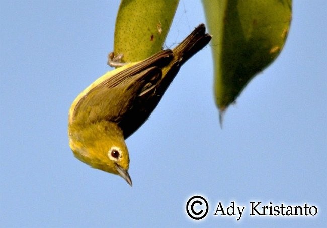 Javan White-eye - ML379329711