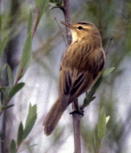 Streaked Reed Warbler - ML379329721