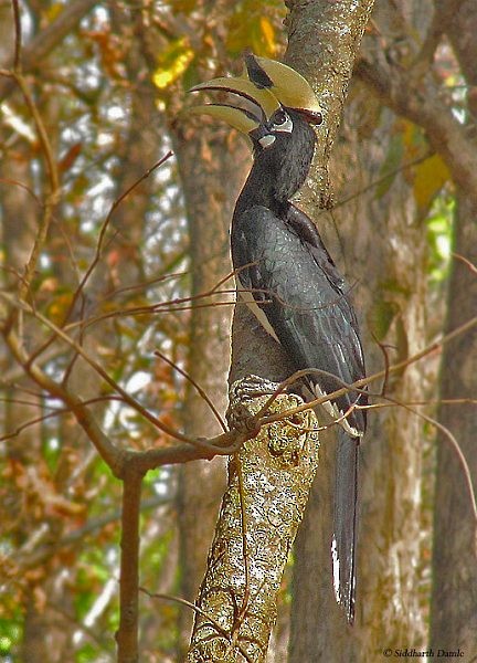 Oriental Pied-Hornbill - ML379330221