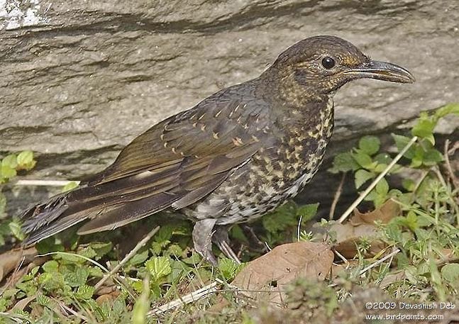 Long-billed Thrush - ML379330921