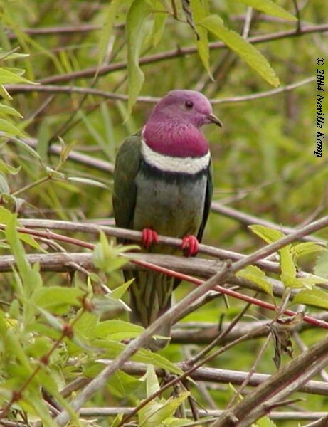 Pink-headed Fruit-Dove - ML379331291