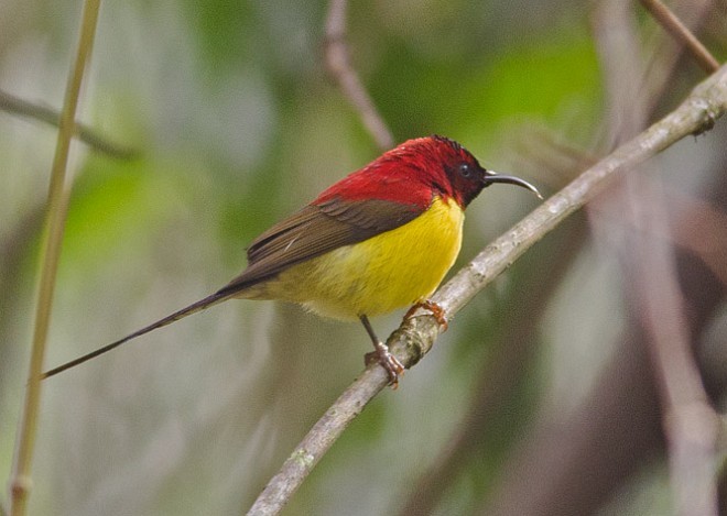 Mrs. Gould's Sunbird (Yellow-breasted) - ML379331611