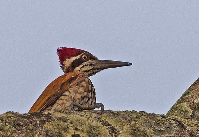 Greater Flameback - ML379331781