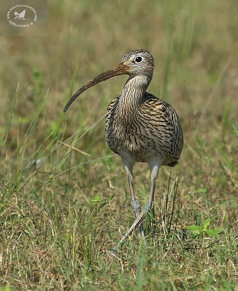 Eurasian Curlew - ML379332201