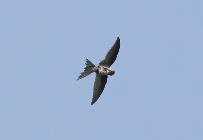 Asian Palm Swift - ML379332451