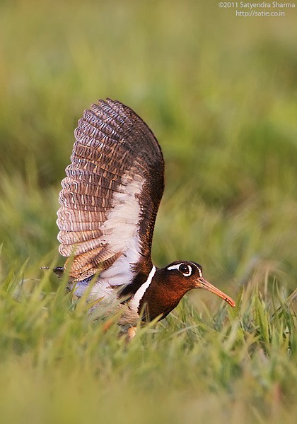 Greater Painted-Snipe - ML379332511