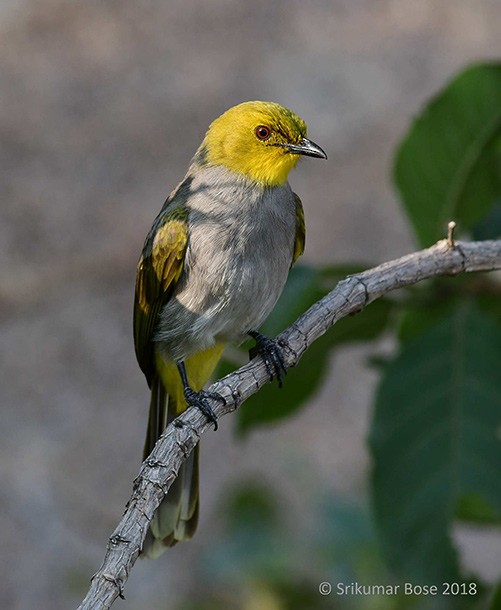 Yellow-throated Bulbul - ML379333081