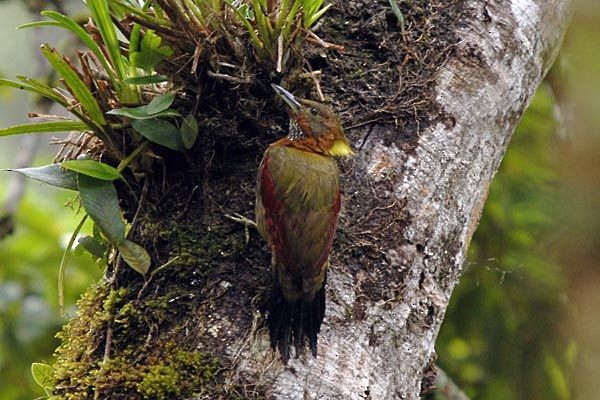 Checker-throated Woodpecker (Checker-throated) - ML379333501