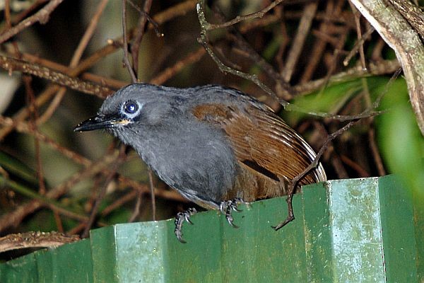 Sunda Laughingthrush - ML379333511