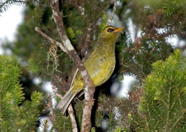 Mountain Black-eye - ML379333551