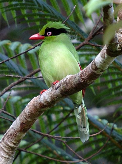 Bornean Green-Magpie - ML379333581